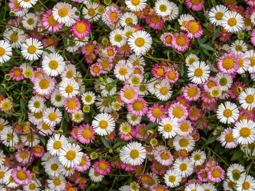 Erigeron karvinskianus, ou vergerette de Karvinski, une vivace florifère idéale pour un jardin naturaliste. Ses petites fleurs blanches et roses, en abondance, s’épanouissent du printemps à l’automne, attirant pollinisateurs et papillons.