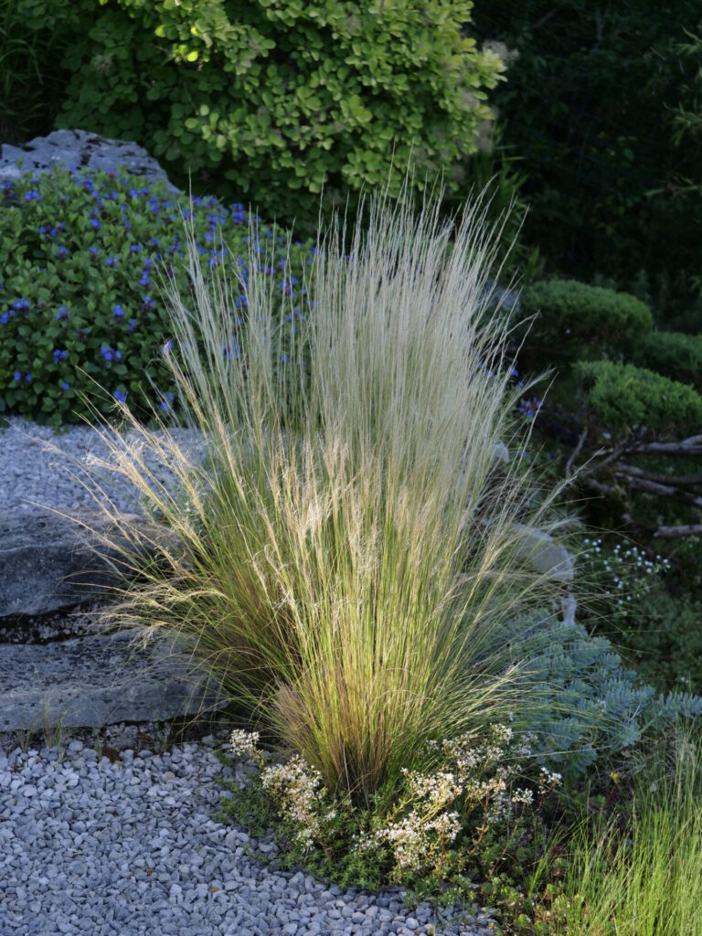 Stipa tenuifolia, une graminée ornementale aux fines tiges dorées, parfaite pour les jardins naturalistes et secs.