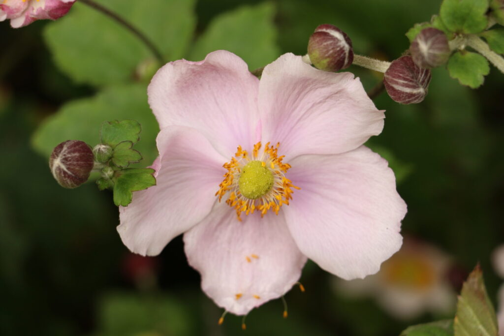 Fleur d’anémone du Japon (Anemone hupehensis) en pleine floraison, aux pétales roses délicats et au cœur jaune vif, entourée de boutons floraux.