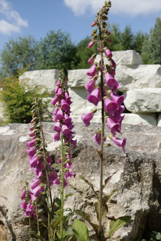 Groupe de digitales pourpres (Digitalis purpurea) en pleine floraison, poussant parmi des roches dans un jardin paysager.