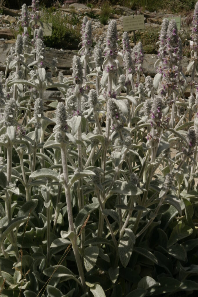 Épiaire à feuillage gris duveteux en floraison dans un massif naturaliste