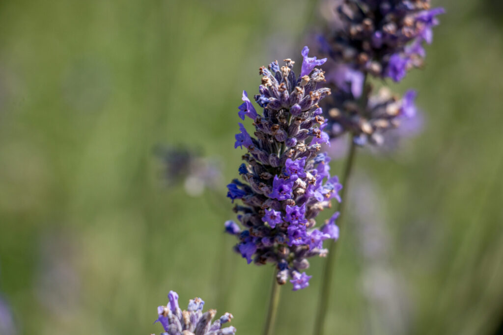 Lavande en fleurs dans un jardin naturaliste