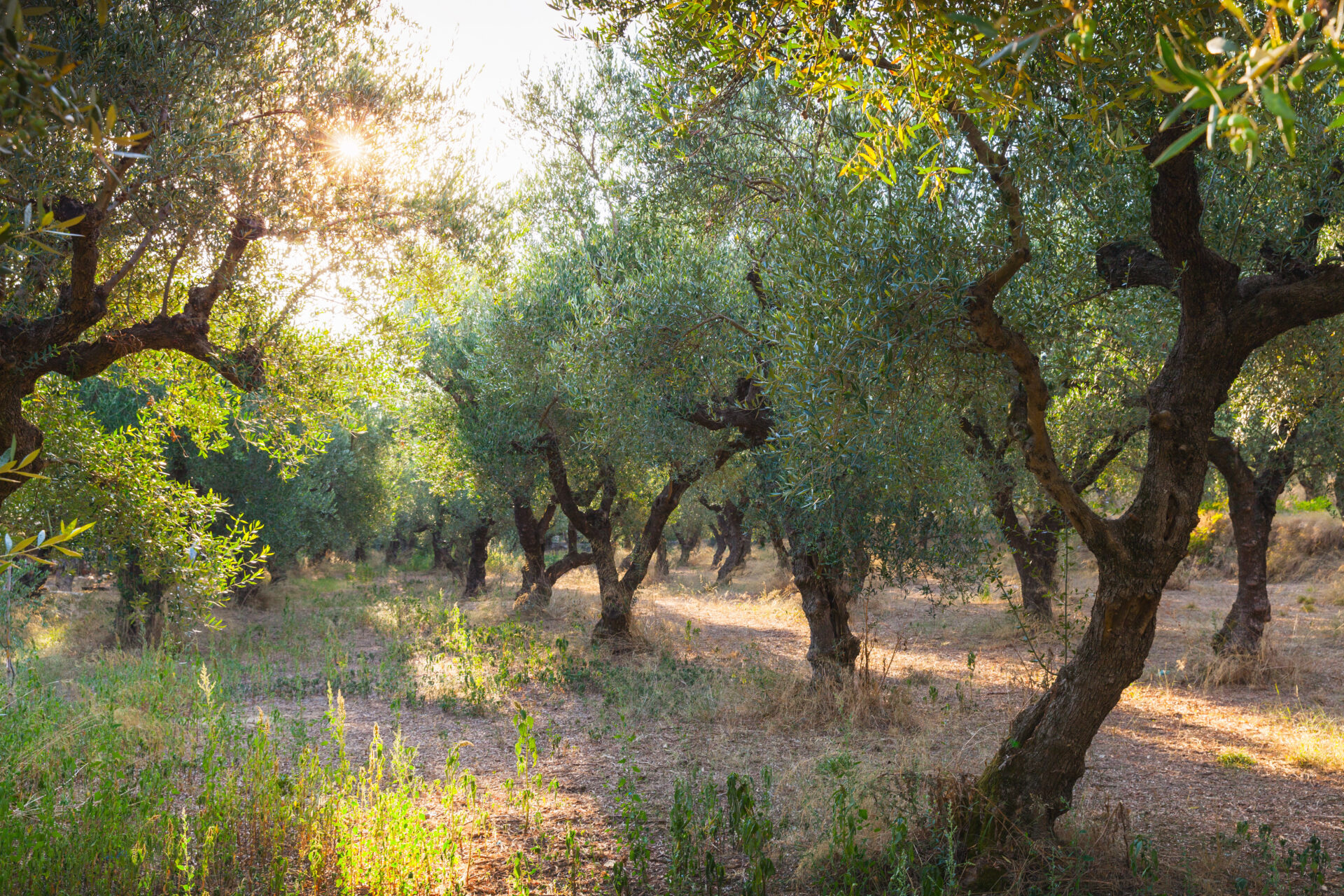 Oliviers centenaires baignés de lumière dans une oliveraie méditerranéenne.