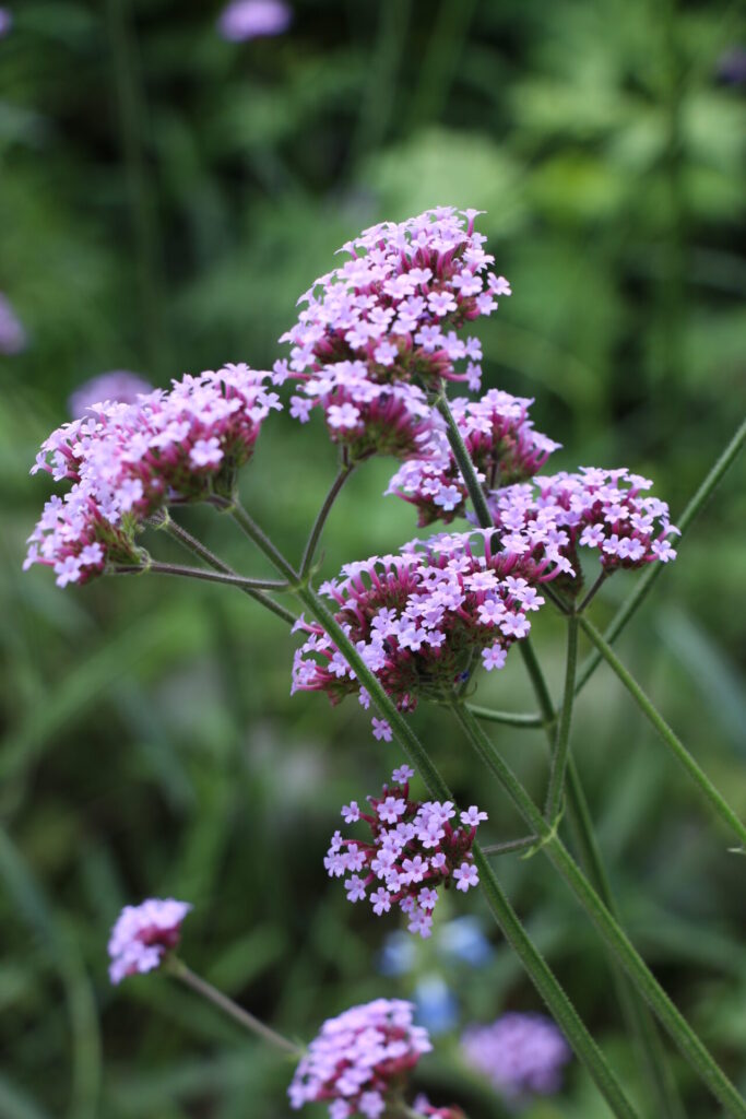 Inflorescences légères et aériennes de la Verveine de Buenos Aires (Verbena bonariensis), une plante vivace prisée pour les jardins naturalistes.