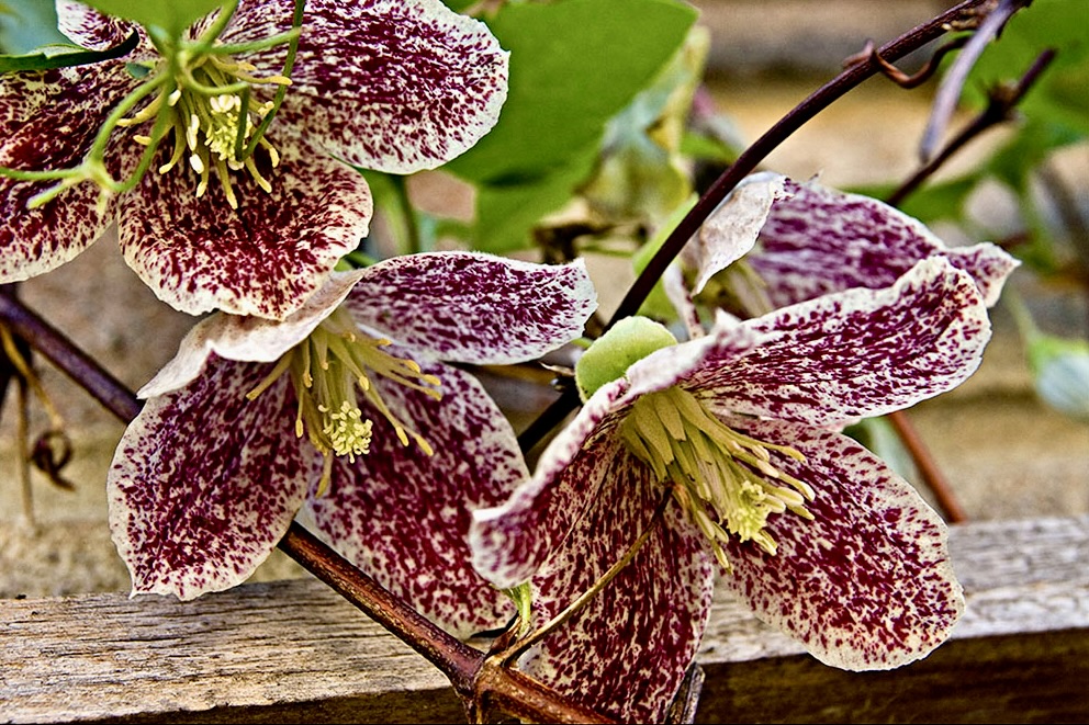 Fleurs mouchetées de la clématite ‘Freckles’ en hiver