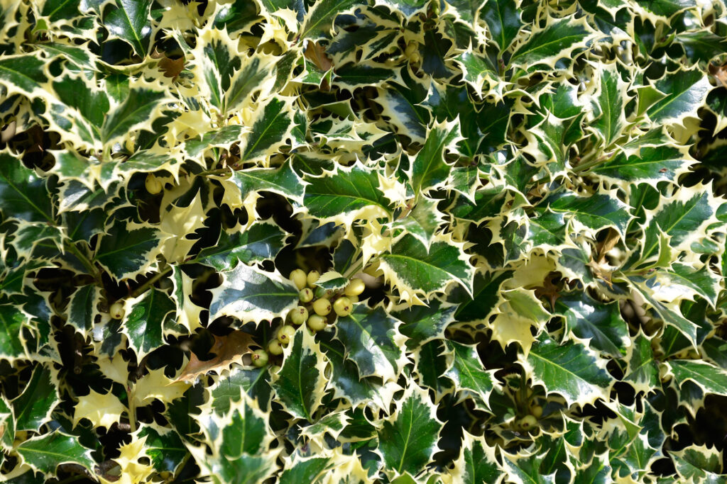 Feuillage dense et panaché du houx Ilex aquifolium Argentea Marginata avec des baies jaunes sur un fond de feuilles vertes bordées de jaune