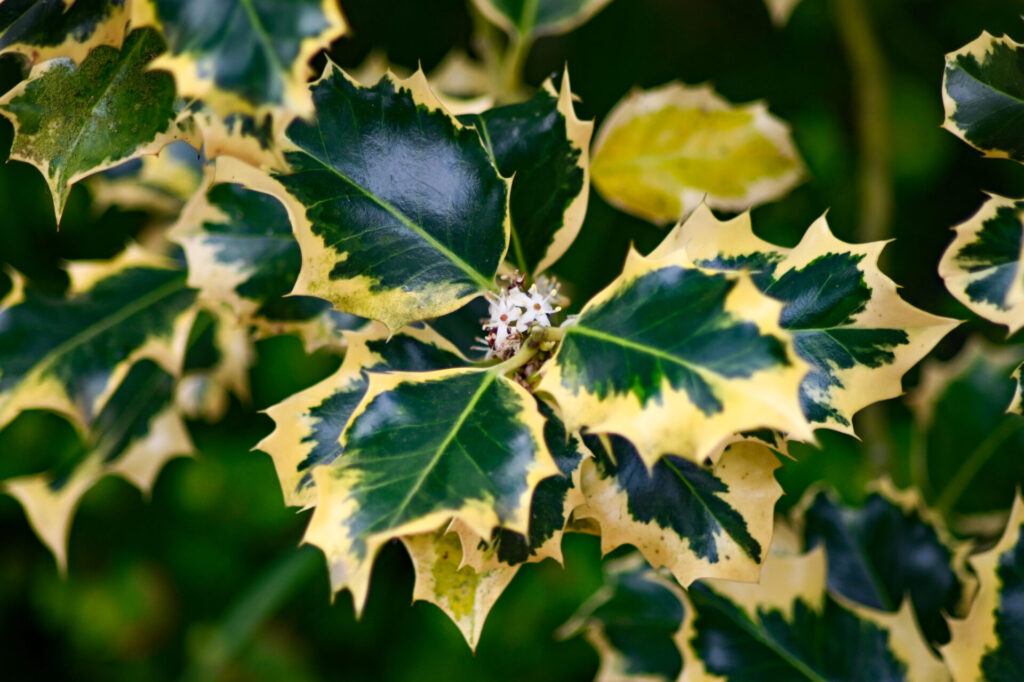 Feuillage panaché du houx Ilex aquifolium Ferox Argentea, caractérisé par ses feuilles bordées de jaune et une petite fleur blanche