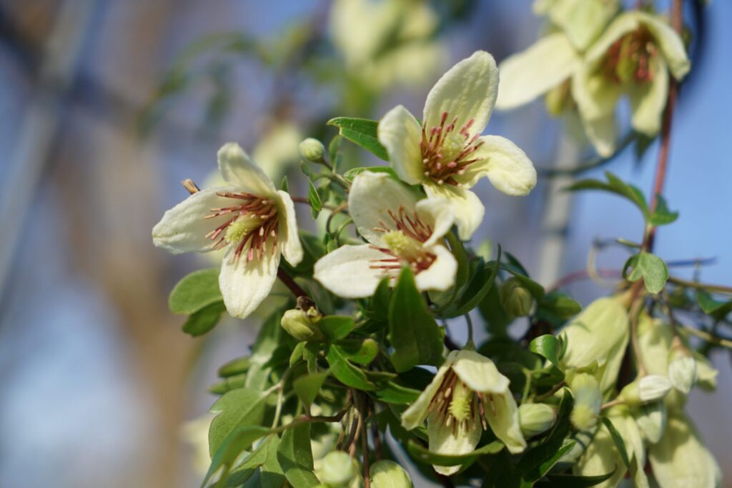 Fleurs crème de la clématite ‘Christmas Surprise’ en hiver