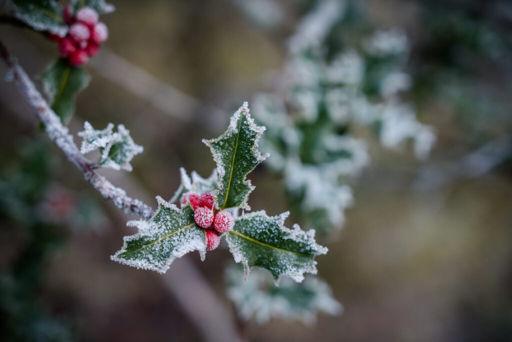 Rameau de houx couvert de givre avec ses feuilles vertes et ses baies rouges, symbole de l’hiver et des fêtes de fin d’année.