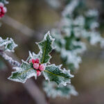 Rameau de houx couvert de givre avec ses feuilles vertes et ses baies rouges, symbole de l’hiver et des fêtes de fin d’année.