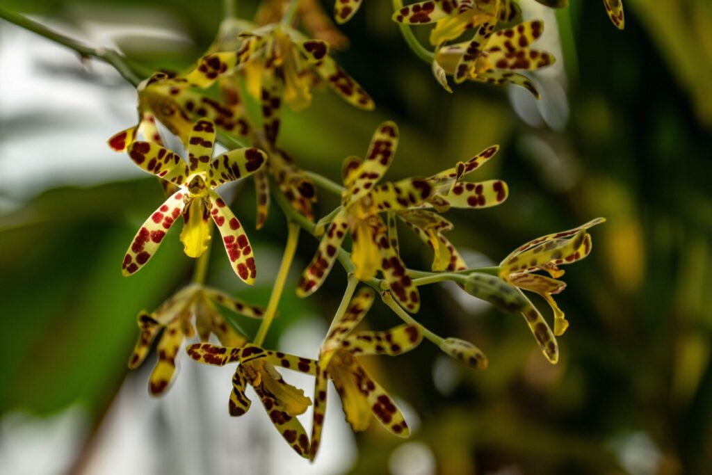 Gros plan sur l’Ansellia africana, une orchidée jaune tachetée de brun, exposée au Jardin des Plantes de Paris lors de Mille & Une Orchidées 2025.