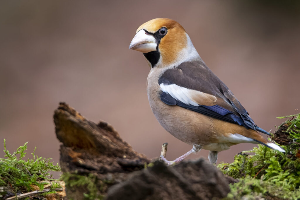 Grosbec casse-noyaux perché sur une branche, avec son plumage brun orangé et son bec massif, observé en hiver dans un cadre naturel.