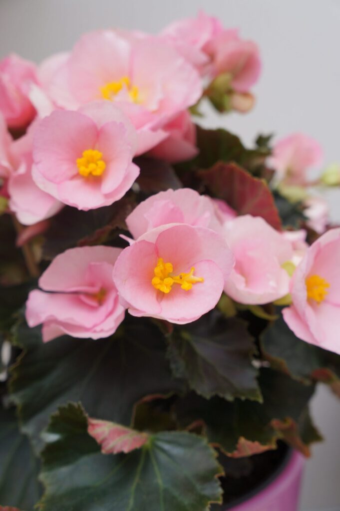 Gros plan sur des fleurs de bégonia rose avec des pétales délicats et un cœur jaune vif, idéal pour l’ornementation de jardins et balcons.