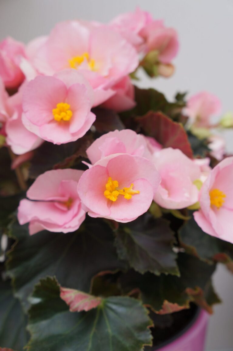Gros plan sur des fleurs de bégonia rose avec des pétales délicats et un cœur jaune vif, idéal pour l’ornementation de jardins et balcons.