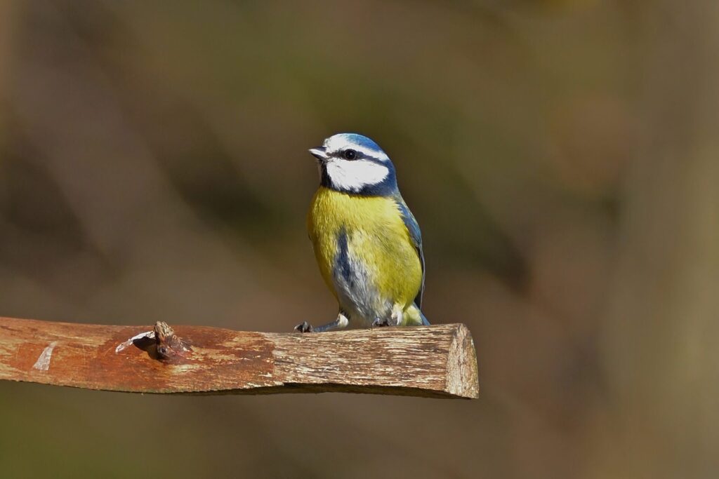 Mésange bleue perchée sur une branche en hiver, avec son plumage bleu, jaune et blanc, observée dans un environnement naturel.