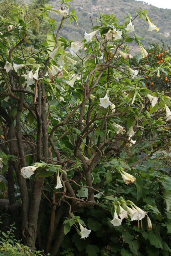 Brugmansia arborea en pleine floraison au jardin du Val Rahmeh, Menton, avec ses grandes fleurs blanches en forme de trompettes pendantes.