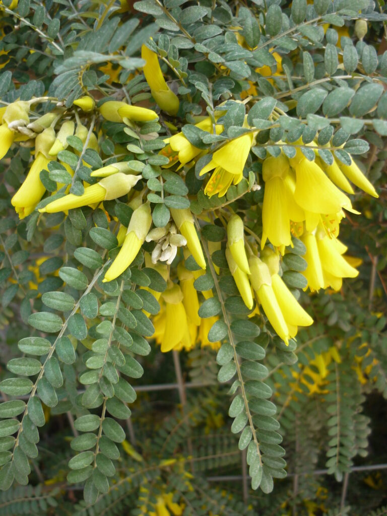 Branche de Sophora toromiro en fleurs, aux délicates grappes jaunes et au feuillage finement découpé.