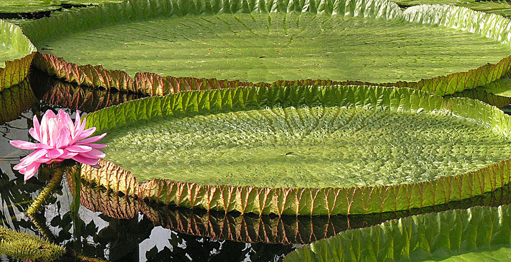 Victoria amazonica en fleur, le plus grand nénuphar du monde, avec ses feuilles circulaires flottantes aux bords surélevés.