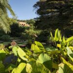 Bassin du jardin botanique Val Rahmeh à Menton avec une statue au centre, entouré de nénuphars et de plantes tropicales.