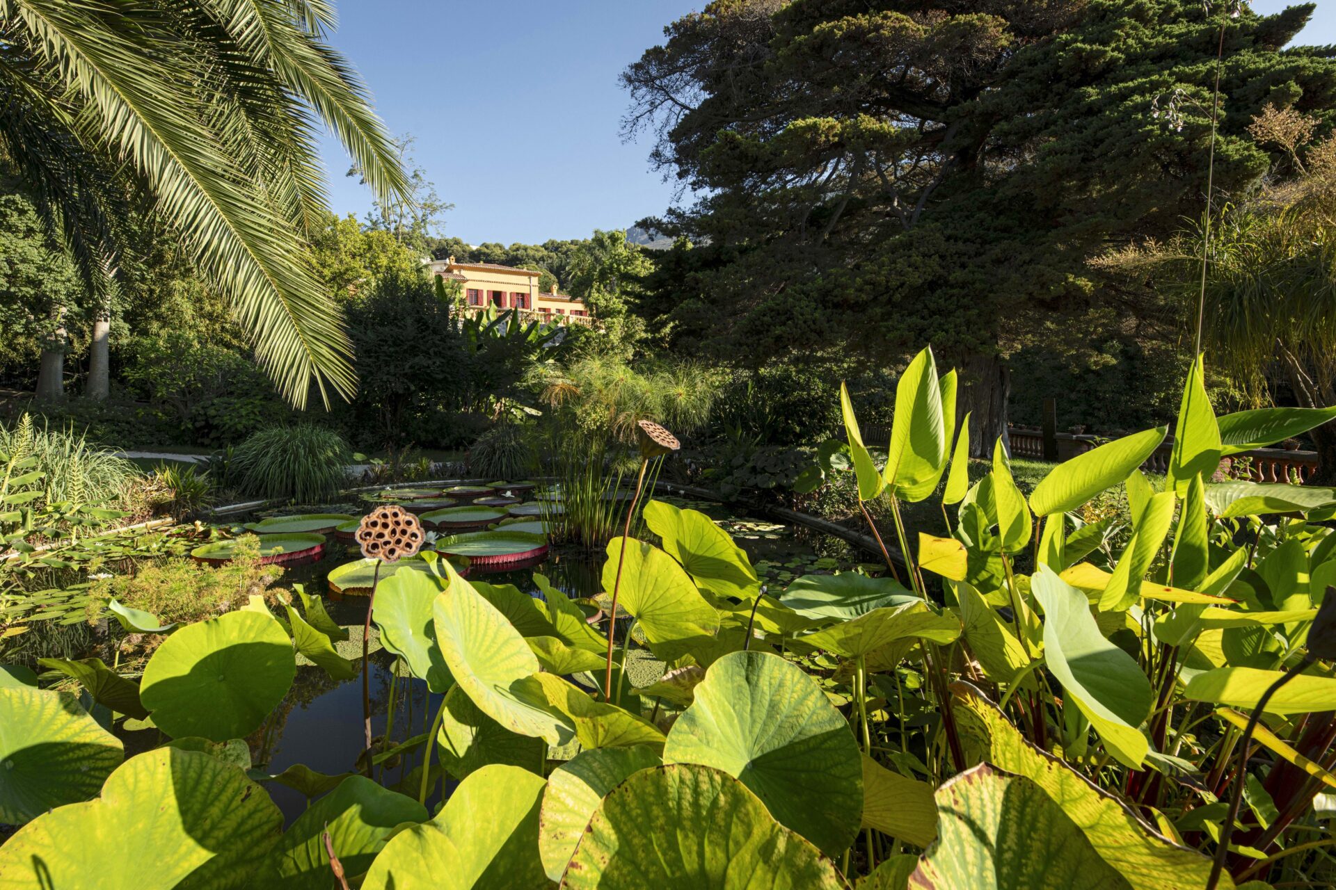 Bassin du jardin botanique Val Rahmeh à Menton avec une statue au centre, entouré de nénuphars et de plantes tropicales.
