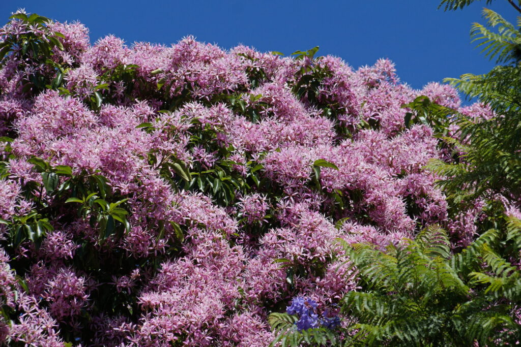 Châtaignier du Cap (Calodendrum capense) en pleine floraison avec ses grappes de fleurs roses éclatantes.
