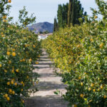 Verger de citronniers ensoleillé dans un paysage méditerranéen, avec des montagnes en arrière-plan.
