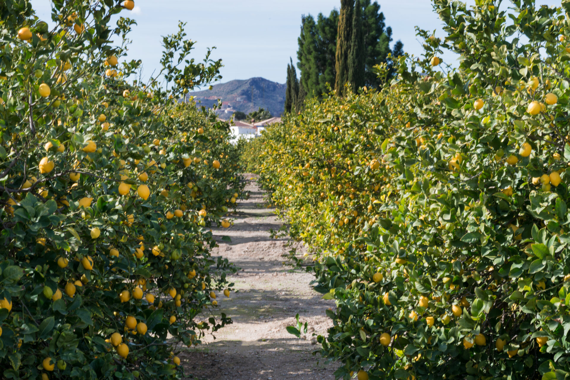 Verger de citronniers ensoleillé dans un paysage méditerranéen, avec des montagnes en arrière-plan.