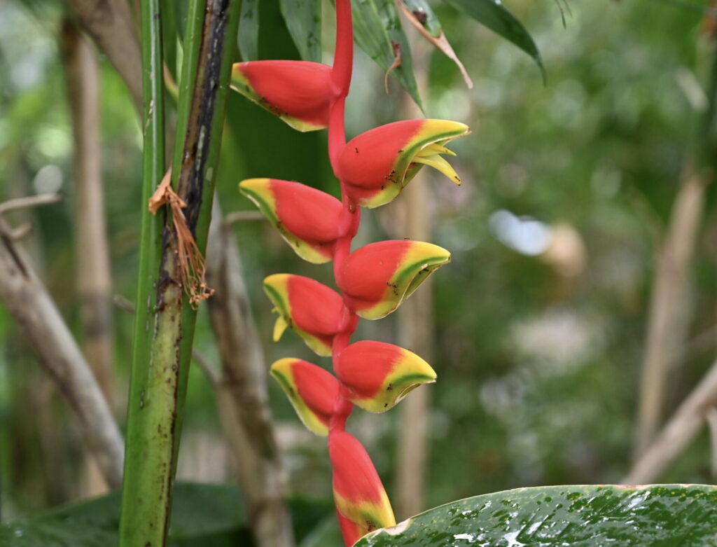 Héliconia pendula en fleurs dans le jardin botanique de Val Rahmeh à Menton. Fleurs tropicales rouge et jaune aux bractées originales en forme de bec de perroquet.