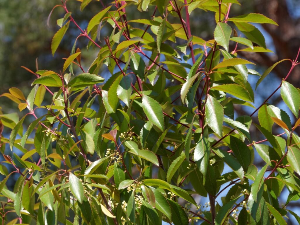 Catha edulis, ou khat, est une plante aux feuilles vertes utilisées depuis des siècles pour leurs effets stimulants.