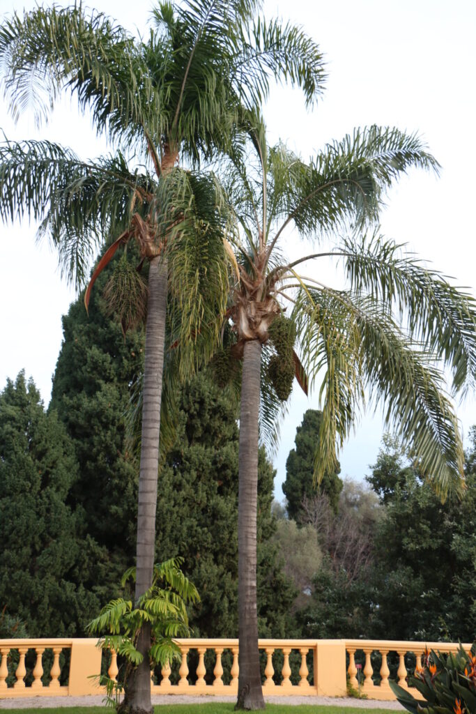 Deux palmiers des Canaries (Phoenix canariensis) dans le jardin de Val Rahmeh, un emblème de l’exotisme introduit sur la Côte d’Azur au début du XXe siècle.