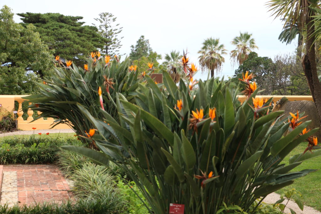 Massif de strelitzias en pleine floraison au jardin botanique de Val Rahmeh à Menton.