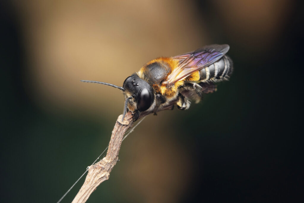 Une mégachile sculpturale posée sur une brindille, montrant son thorax brun et noir, ses ailes irisées et son abdomen rayé. Une espèce exotique en pleine expansion.