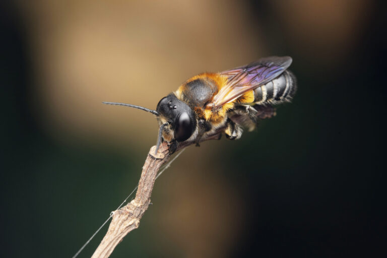 Une mégachile sculpturale posée sur une brindille, montrant son thorax brun et noir, ses ailes irisées et son abdomen rayé. Une espèce exotique en pleine expansion.