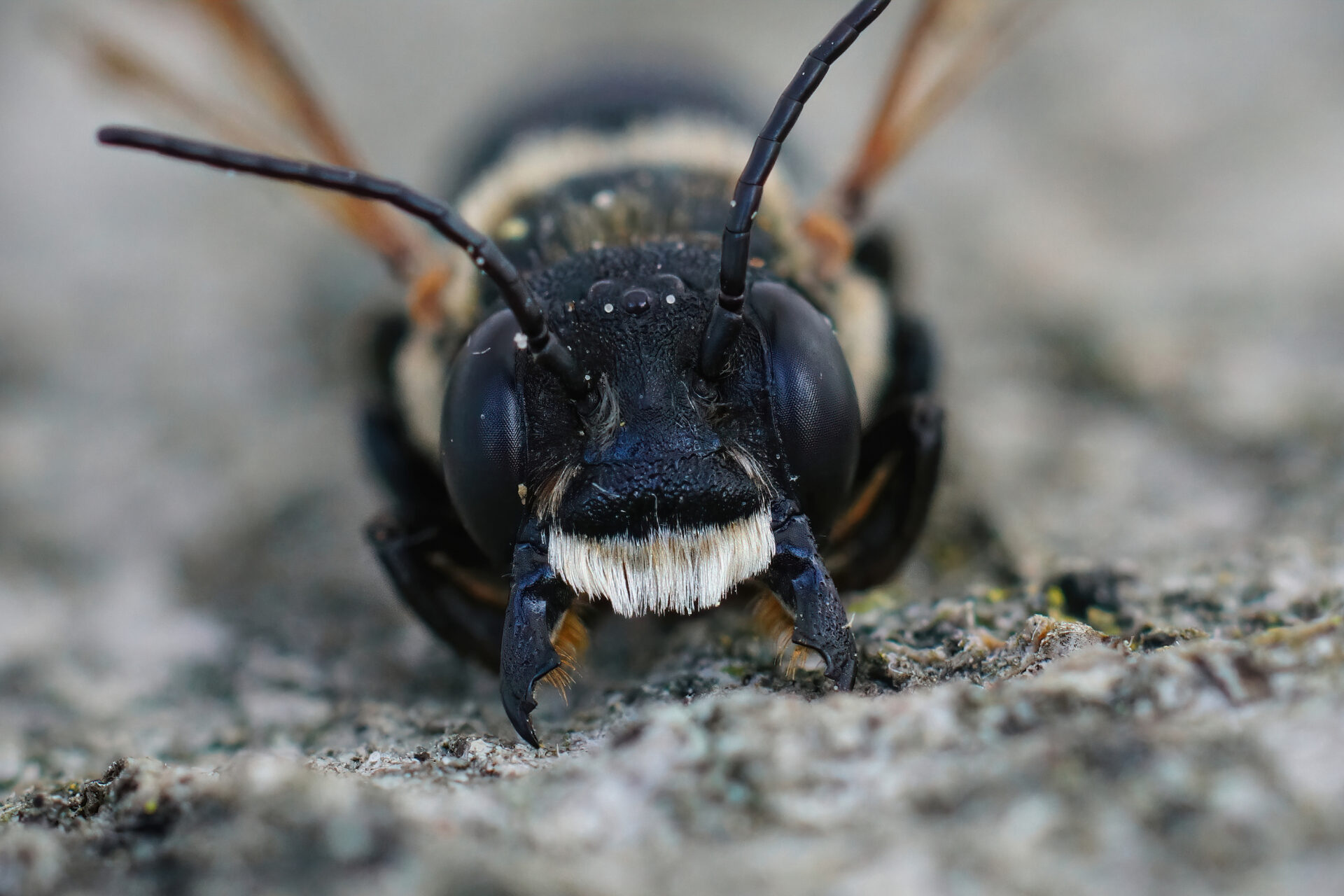 Gros plan sur la mégachile sculpturale, une abeille exotique en expansion en France, reconnaissable à sa grande taille, son thorax brun et ses puissantes mandibules.