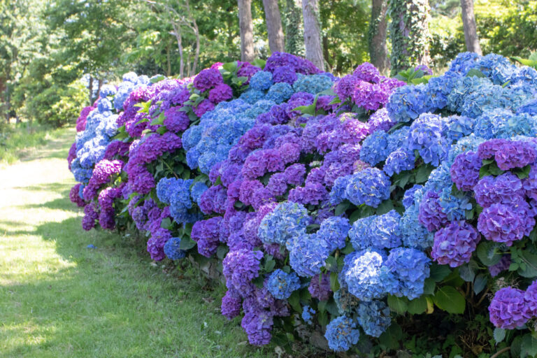 Massif d’hortensias Hydrangea macrophylla aux couleurs bleues et violettes, en fleur en été, dans un jardin mi-ombragé.