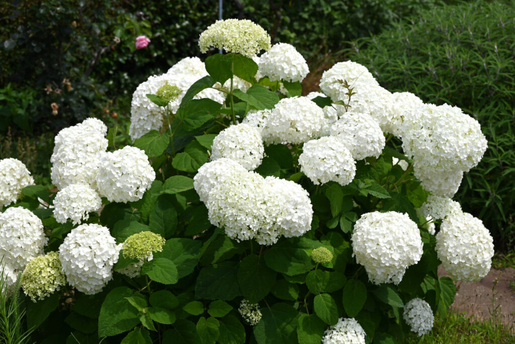Hortensia arborescens ‘Annabelle’ en pleine floraison estivale, aux inflorescences sphériques blanches.