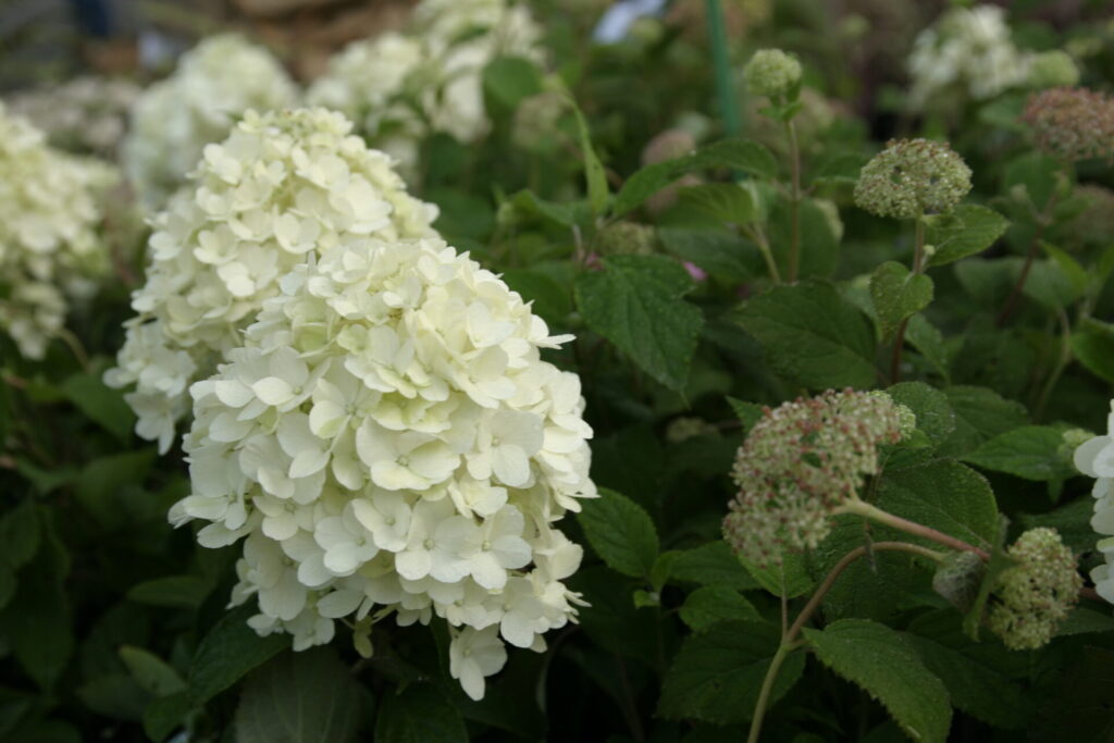 Inflorescences blanches de l’hortensia paniculé nain Hydrangea paniculata ‘Bobo’, en pot ou en massif.