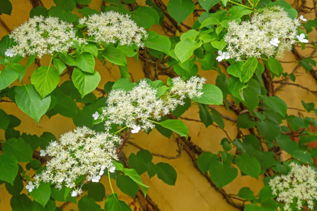 Hortensia grimpant Hydrangea petiolaris en fleur, accroché à un mur exposé au nord, avec ses inflorescences blanches plates.
