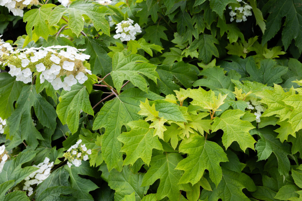 Hydrangea quercifolia en fleur, avec ses grandes feuilles lobées et ses inflorescences blanches en grappes.