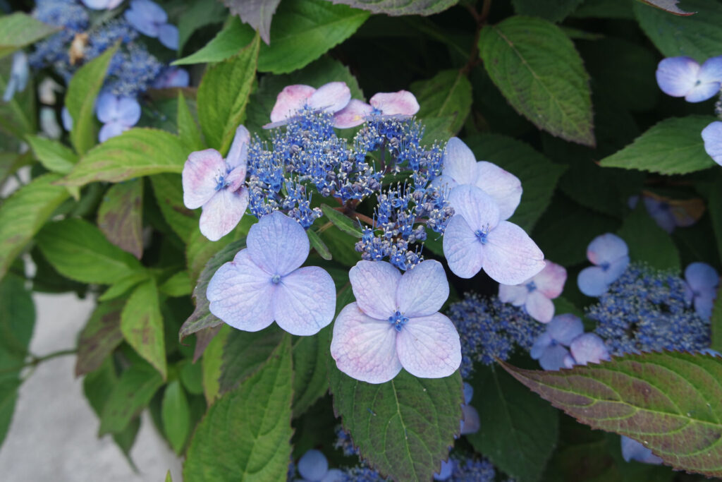Hortensia de montagne Hydrangea serrata en fleur, inflorescences plates bleu violacé avec fleurs fertiles au centre.