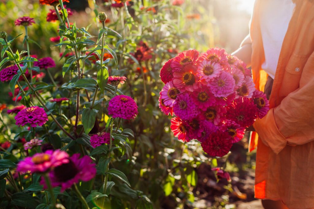 Bouquet de zinnias colorés cueillis au jardin, tenus dans les bras.