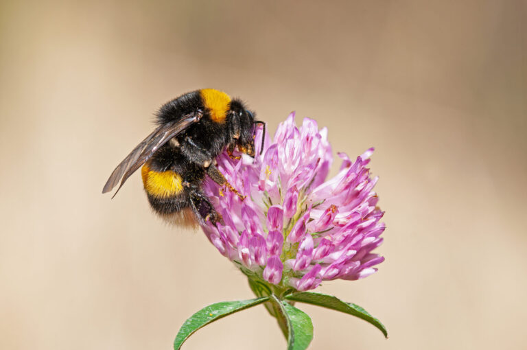 Gros plan sur un bourdon butinant une fleur de trèfle rose, symbole de la pollinisation au jardin.