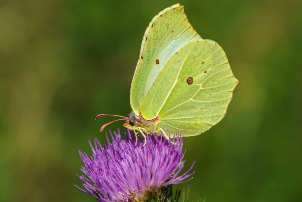 Papillon Citron posé sur un chardon violet