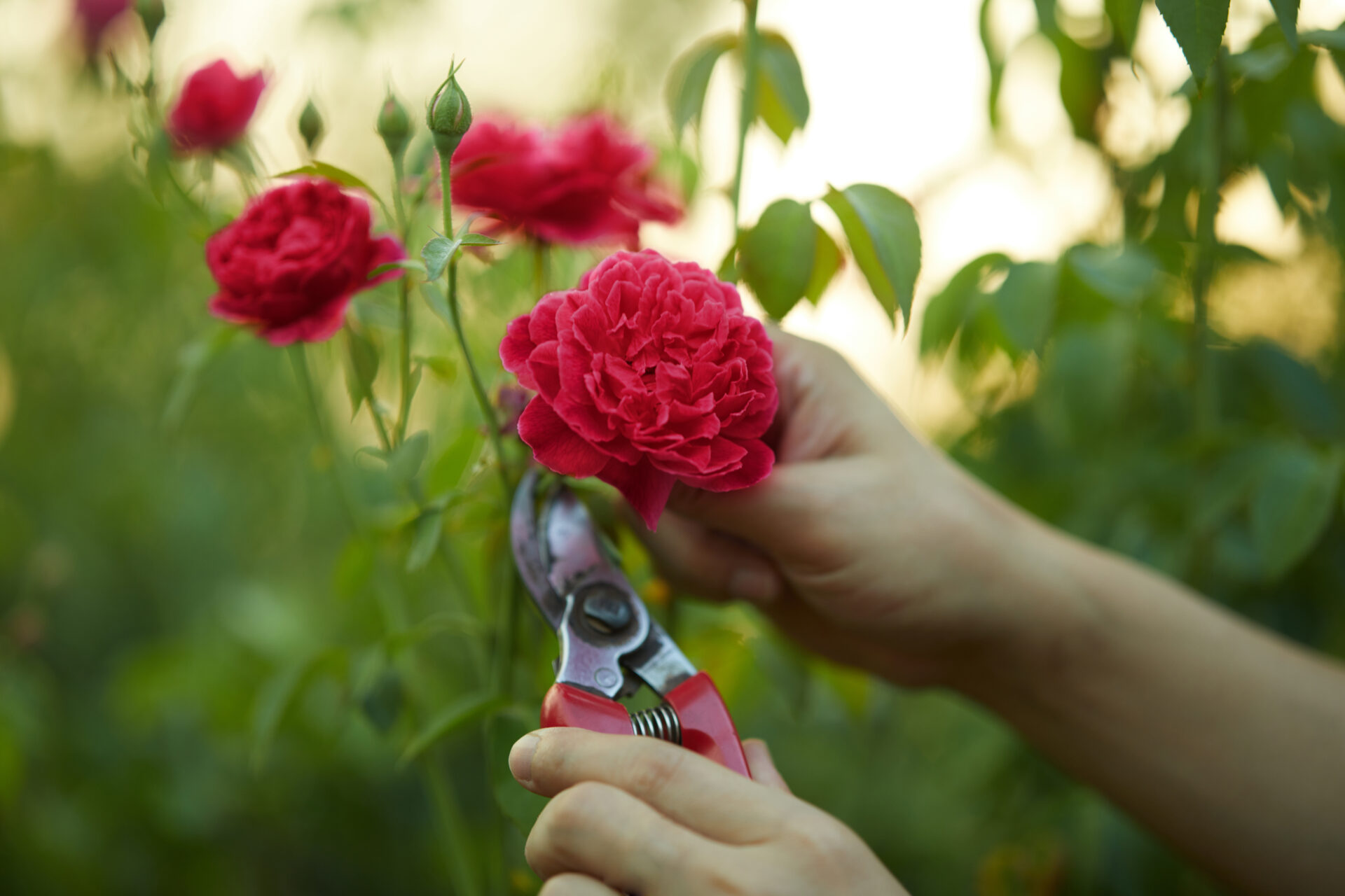 Main coupant une rose rouge avec un sécateur dans un jardin.