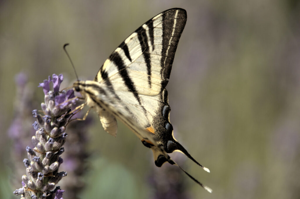 Papillon Flambé posé sur de la lavande