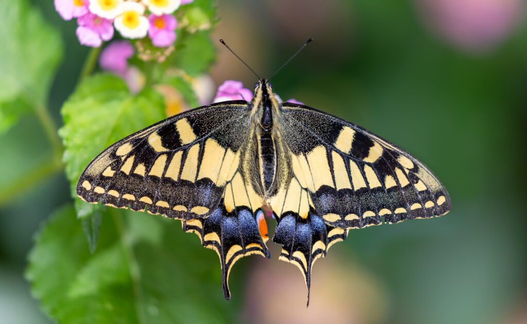 Papillon Machaon posé sur des fleurs roses et jaunes