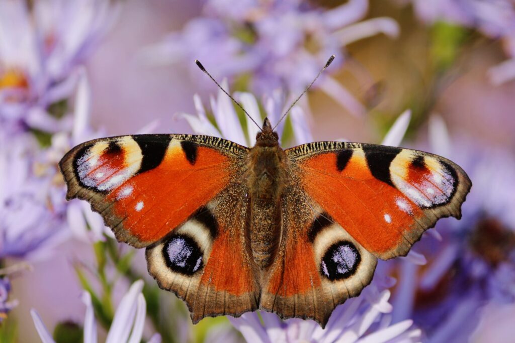 Papillon Paon-du-jour (Aglais io) ailes ouvertes sur fleur violette