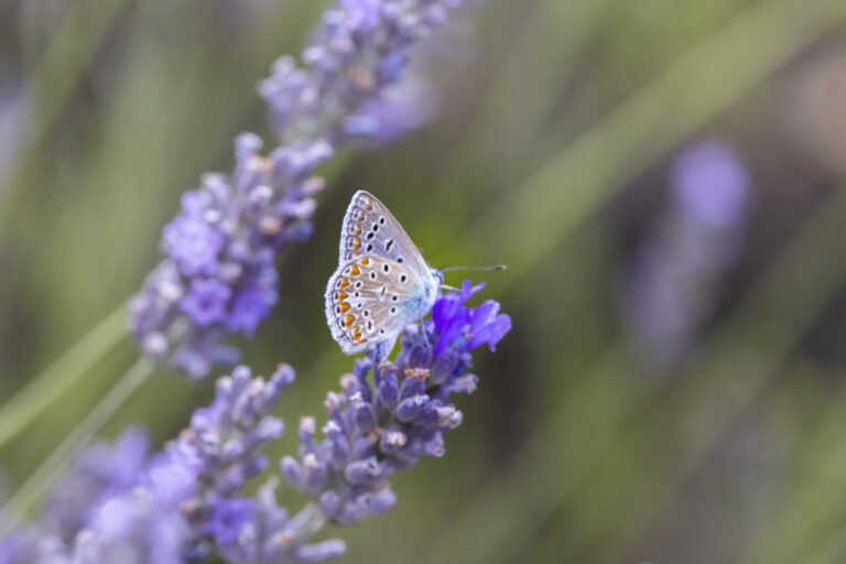 Papillon Azuré commun sur une fleur de lavande