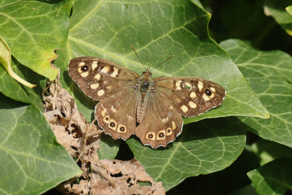 Papillon Tircis posé sur une feuille de lierre