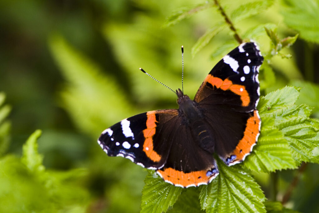 Papillon Vulcain (Vanessa atalanta) posé sur une feuille verte.